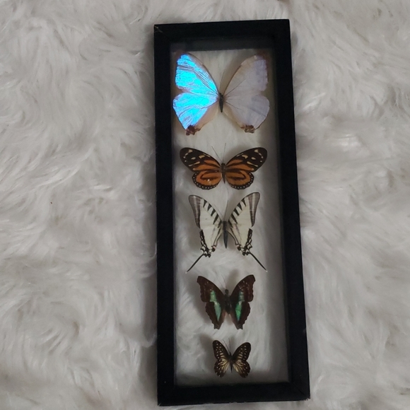 none. Other - Real butterfly display framed art